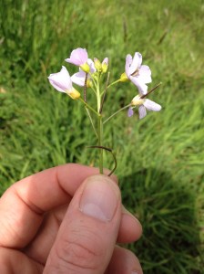 Ladys Smock or Cuckooflower