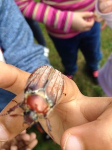 Found by local school children right beside the playground at Rathmullan on an An Taisce sponsored beach exploring day!